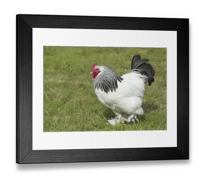 Framed Print : Domestic Chicken (Gallus gallus domesticus)
