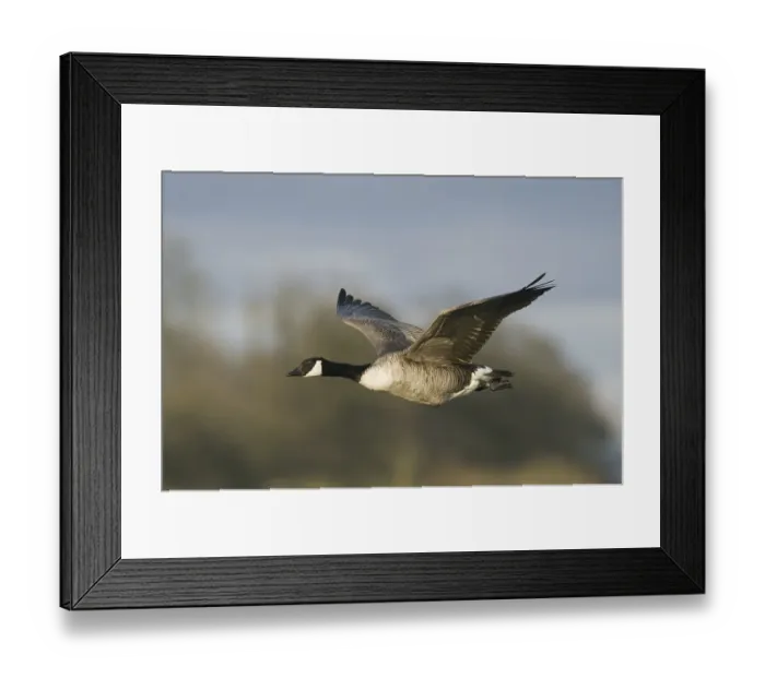 Framed Print : Canada Goose (Branta canadensis) Framed Print : Canada Goose (Branta canadensis)