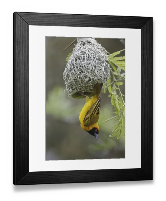 Framed Print : Southern Masked Weaver (Ploceus velatus) Framed Print : Southern Masked Weaver (Ploceus velatus)