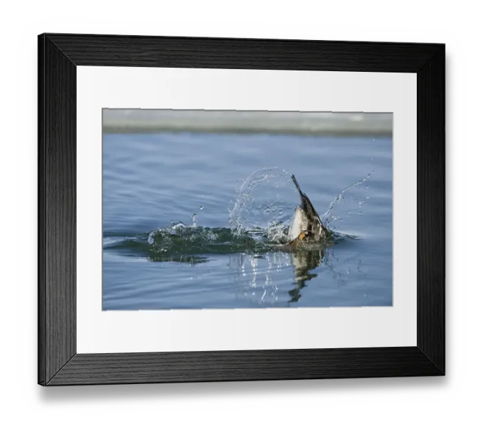 Framed Print : Common Goldeneye (Bucephala clangula) Framed Print : Common Goldeneye (Bucephala clangula)