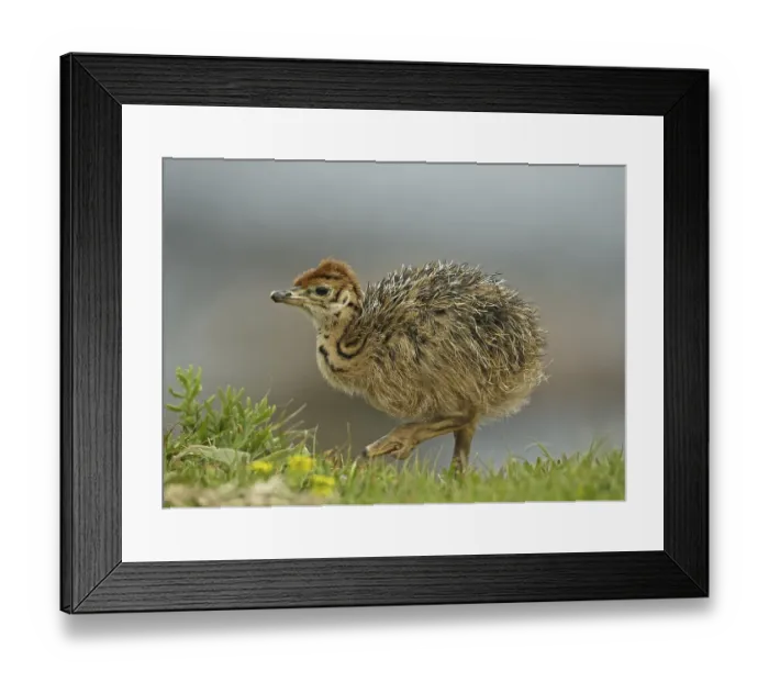 Framed Print : Ostrich (Struthio camelus), chick Framed Print : Ostrich (Struthio camelus), chick