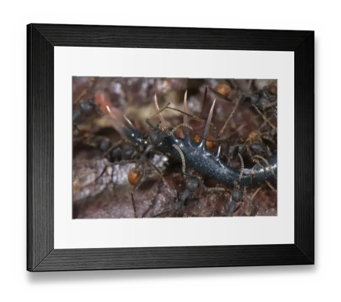 Framed Print : Army Ant (Eciton burchelli), adult workers