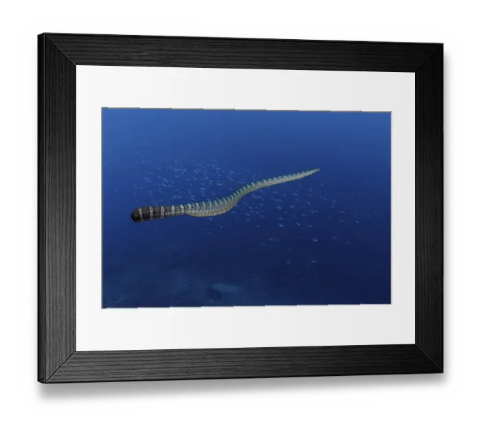 Framed Print : Banded Sea Krait (Laticauda colubrina)