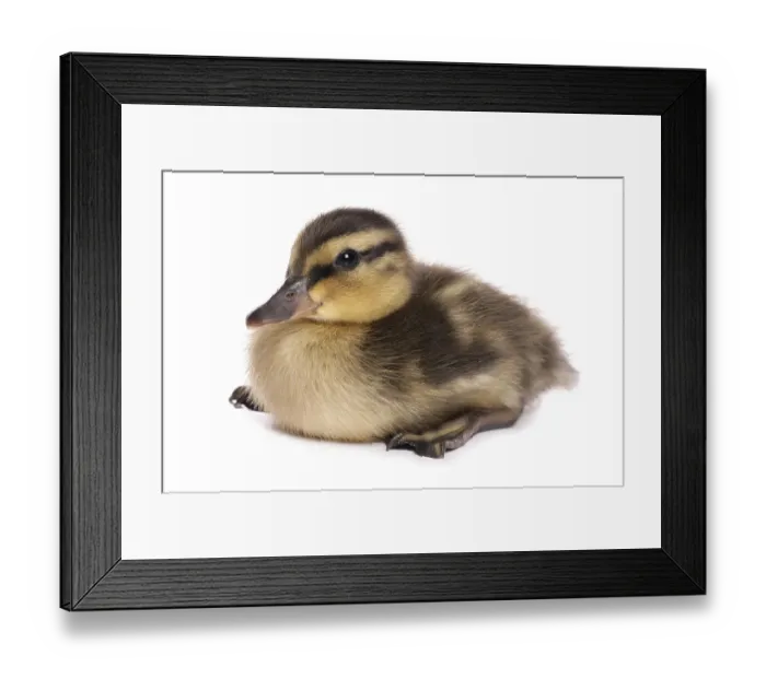 Framed Print : Mallard Duck (Anas platyrhynchos), duckling Framed Print : Mallard Duck (Anas platyrhynchos), duckling