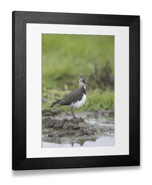 Framed Print : Northern Lapwing (Vanellus vanellus)
