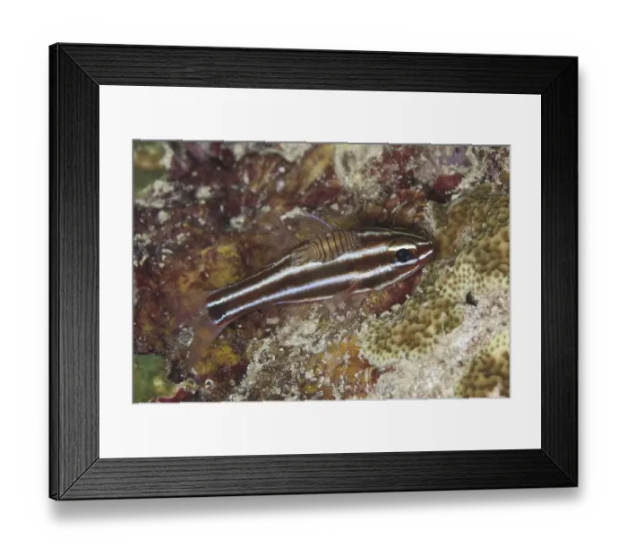 Framed Print : Blackstripe Cardinalfish (Apogon nigrofasciatus) Framed Print : Blackstripe Cardinalfish (Apogon nigrofasciatus)