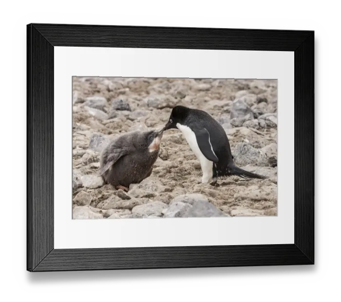 Framed Print : Adelie Penguins (Pygoscelis adeliae)