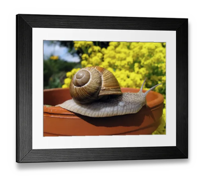 Framed Print : Burgundy snail (Helix pomatia) Framed Print : Burgundy snail (Helix pomatia)