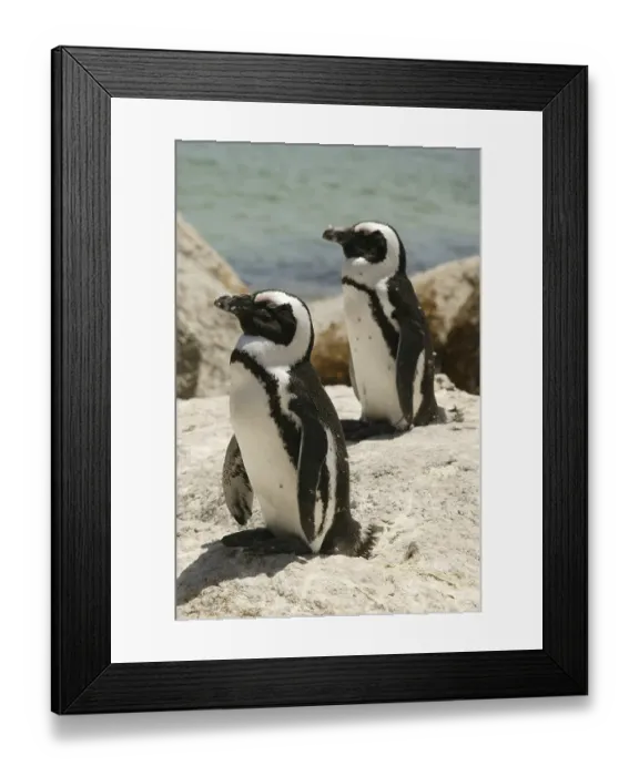 Framed Print : Pair of African Penguins (Spheniscus demersus)