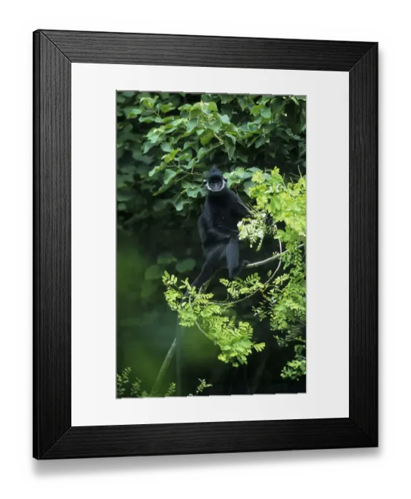 Framed Print : Laotian langur (Trachypithecus laotum)