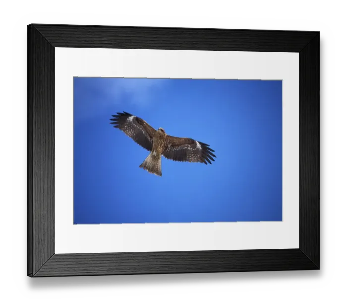 Framed Print : Black Kite, black kites (Milvus migrans)