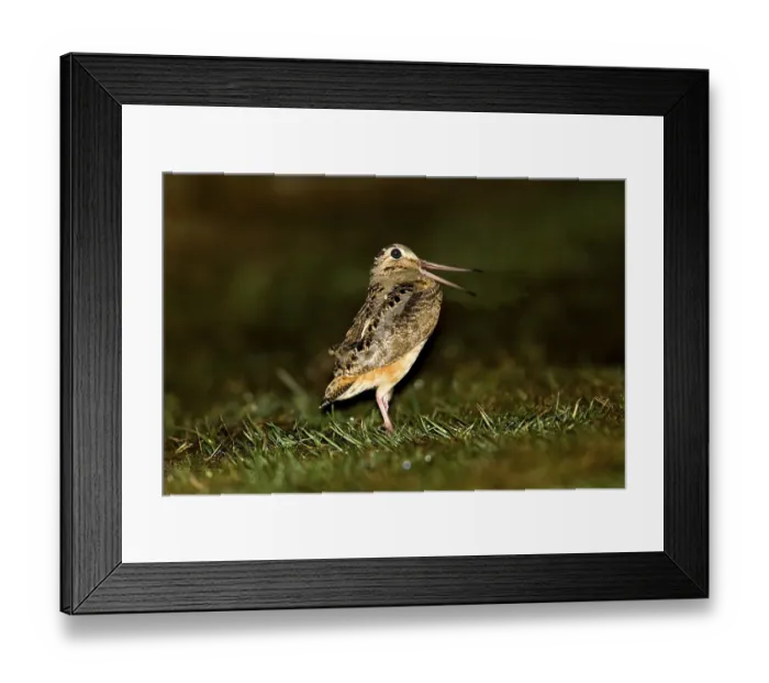 Framed Print : American Woodcock (Scolopax minor) adult male Framed Print : American Woodcock (Scolopax minor) adult male