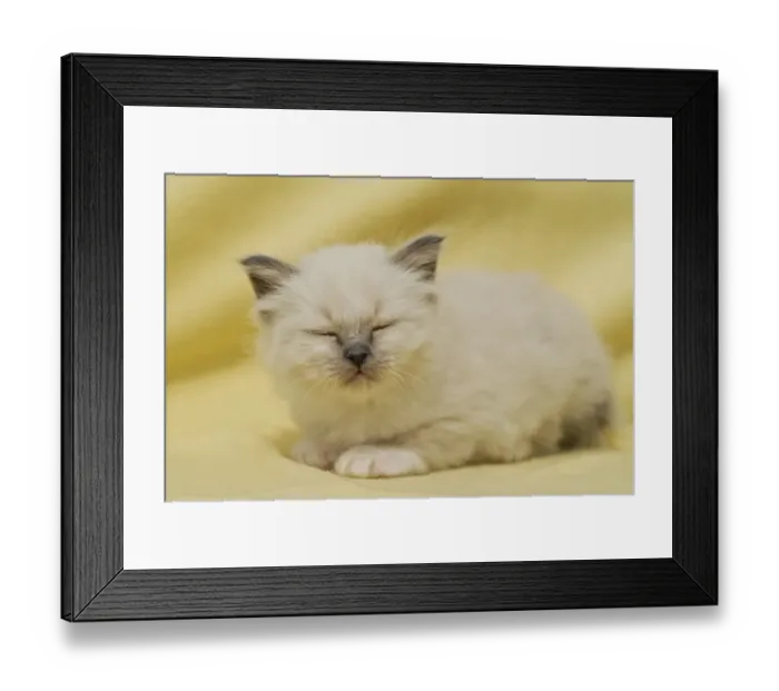 Framed Print : Birman kitten dozing Framed Print : Birman kitten dozing
