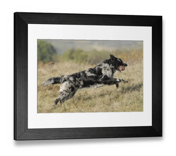 Framed Print : Mudi fetching ball Framed Print : Mudi fetching ball