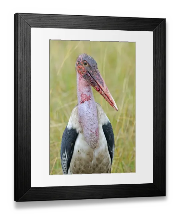 Framed Print : Marabou stork (Leptoptilos crumeniferus) with blood on its beak