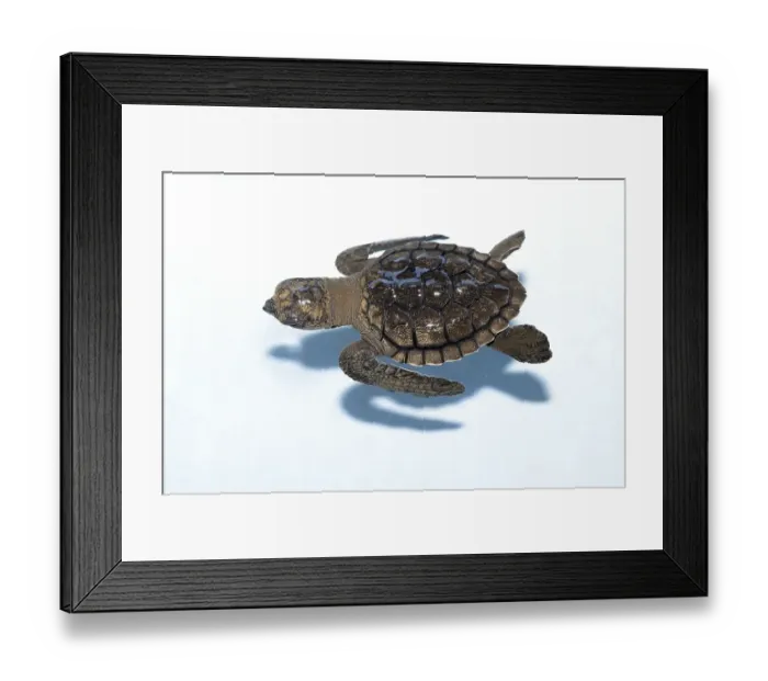 Framed Print : Olive ridley sea turtle (Lepidochelys olivacea) Framed Print : Olive ridley sea turtle (Lepidochelys olivacea)