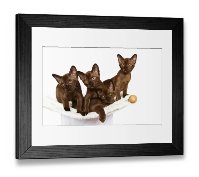Framed Print : Four Burmese cats, 10 weeks, on a hammock Framed Print : Four Burmese cats, 10 weeks, on a hammock