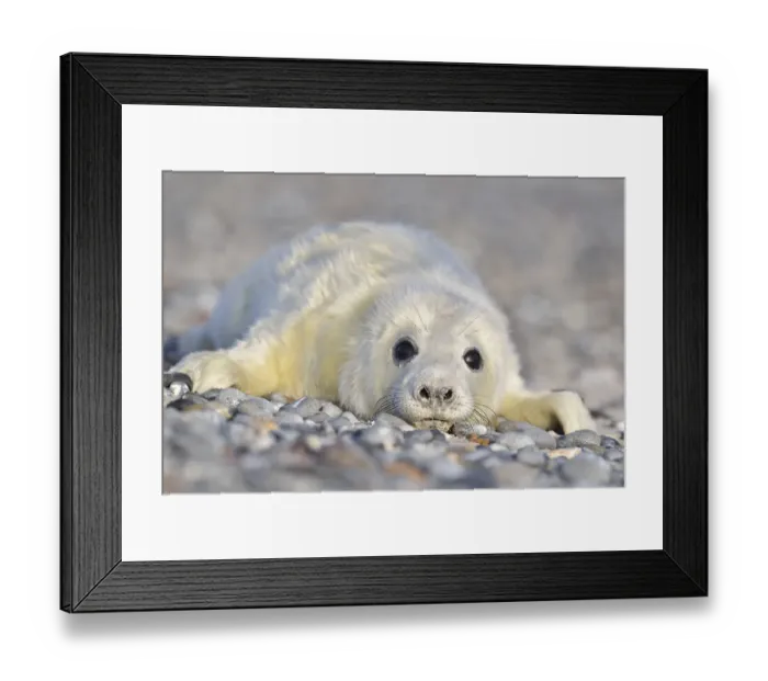 Framed Print : Grey Seal (Halichoerus grypus) Framed Print : Grey Seal (Halichoerus grypus)