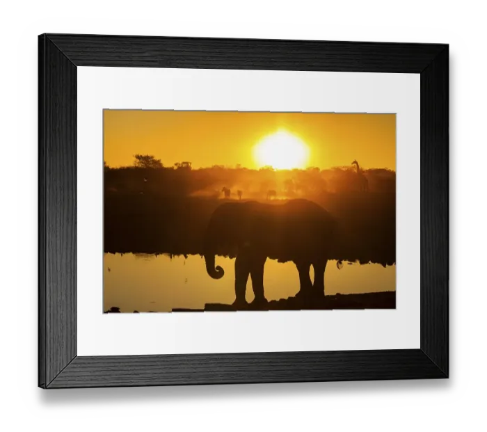 Framed Print : Wild animals at sunset, African elephant (Loxodonta africana)