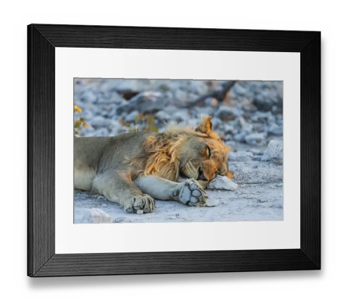 Framed Print : Lion (Panthera leo) in the evening light Framed Print : Lion (Panthera leo) in the evening light