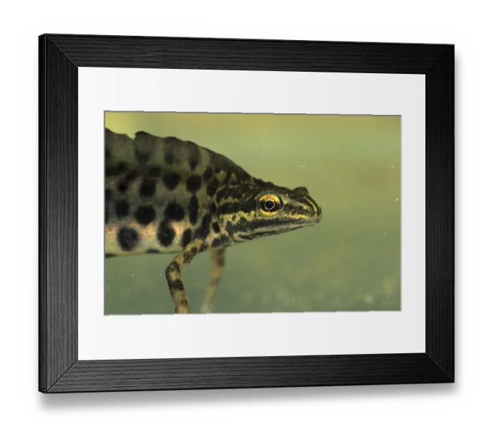 Framed Print : Common Newt (Lissotriton vulgaris) Framed Print : Common Newt (Lissotriton vulgaris)