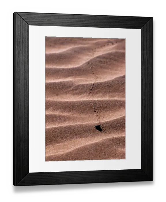 Framed Print : Fog Beetle (Onymacris unguicularis) leaves traces in the sand of Namib desert