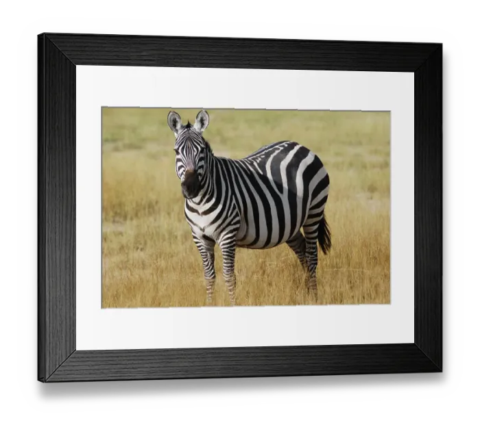 Framed Print : Plains Zebra (Equus burchelli)