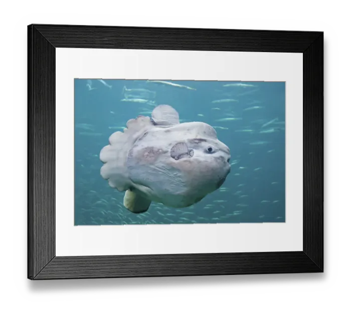 Framed Print : Ocean sunfish (Mola mola), Hirtshals Framed Print : Ocean sunfish (Mola mola), Hirtshals