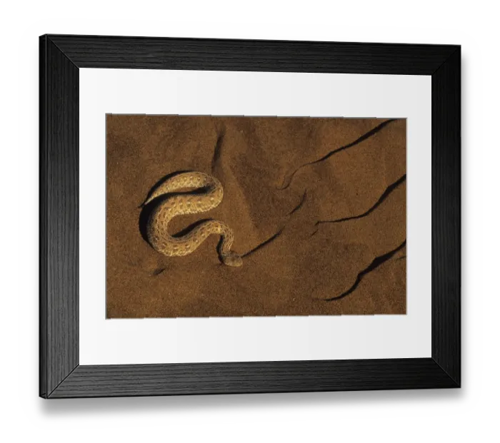 Framed Print : Sidewinder Peringuay's Adder (Bitis peringueyi) Framed Print : Sidewinder Peringuay's Adder (Bitis peringueyi)