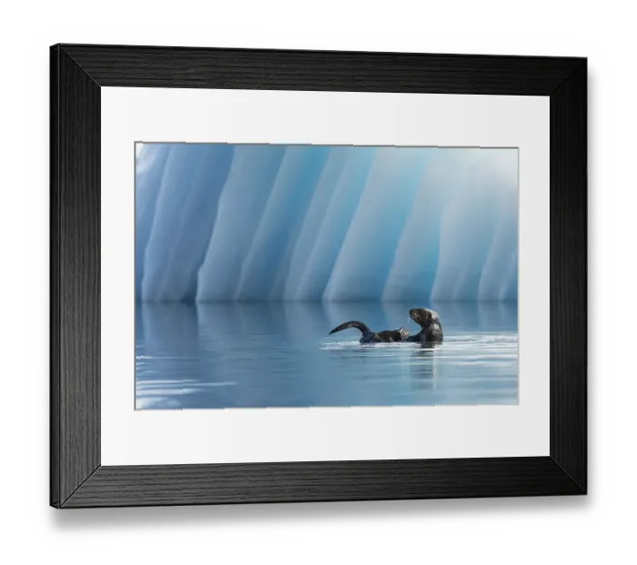 Framed Print : Sea Otter (Enhydra lutris) in front of an iceberg