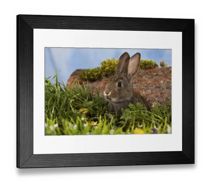 Framed Print : Brown pet rabbit sitting in front of a tree trunk Framed Print : Brown pet rabbit sitting in front of a tree trunk