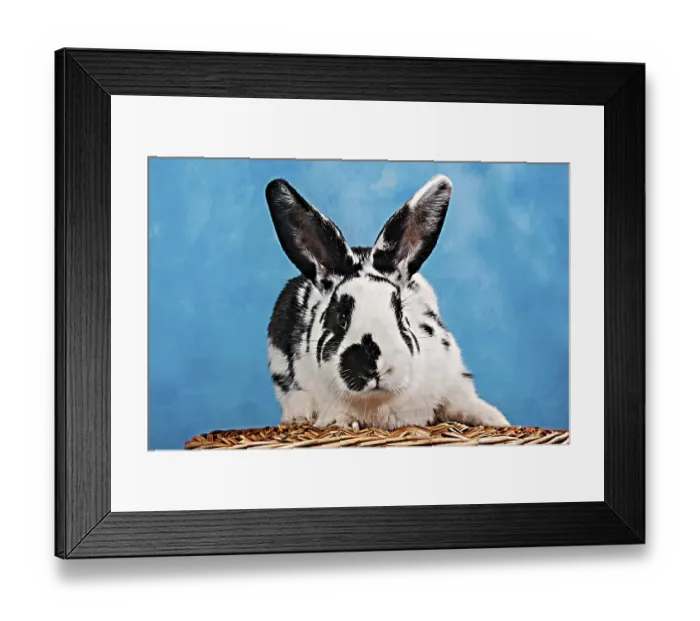 Framed Print : Black and white pinto rabbit