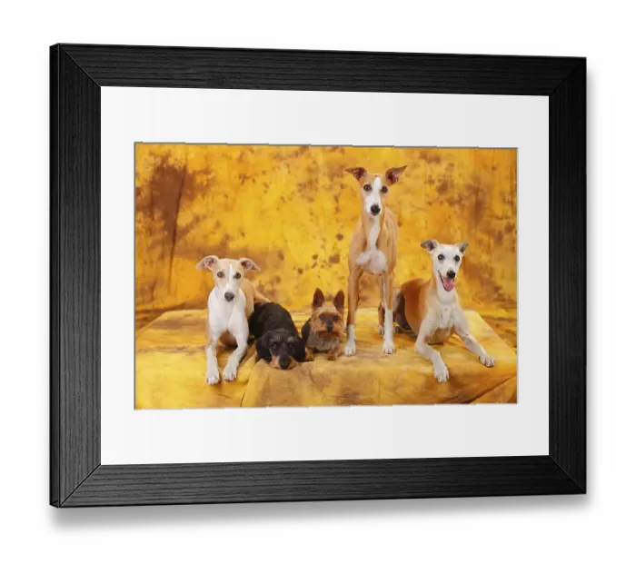 Framed Print : Yorkshire Terrier, Little Grey-haired Dachshund and Whippets sitting next to each other