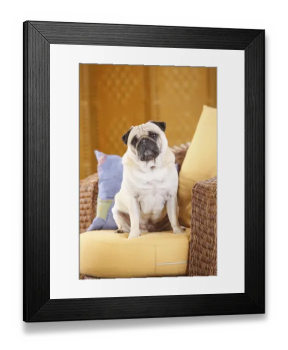 Framed Print : Pug dog, male, sits on couch