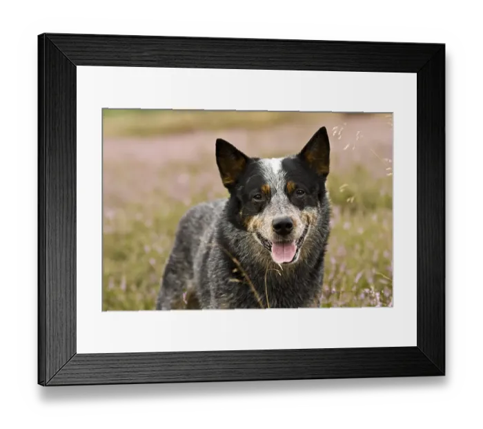 Framed Print : Australian Cattle Dog, portrait