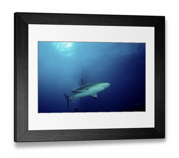 Framed Print : Carribbean reef shark (Carcharhinus perezi)