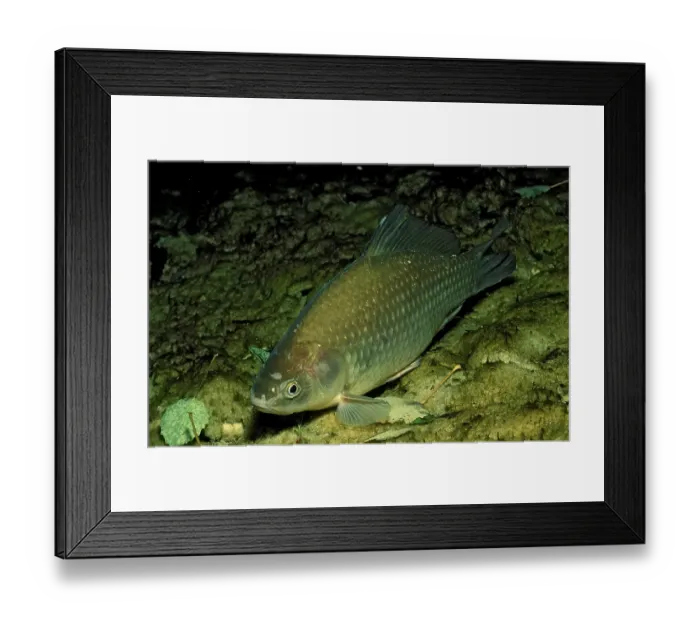Framed Print : Crucian Carp (Carassius carassius)