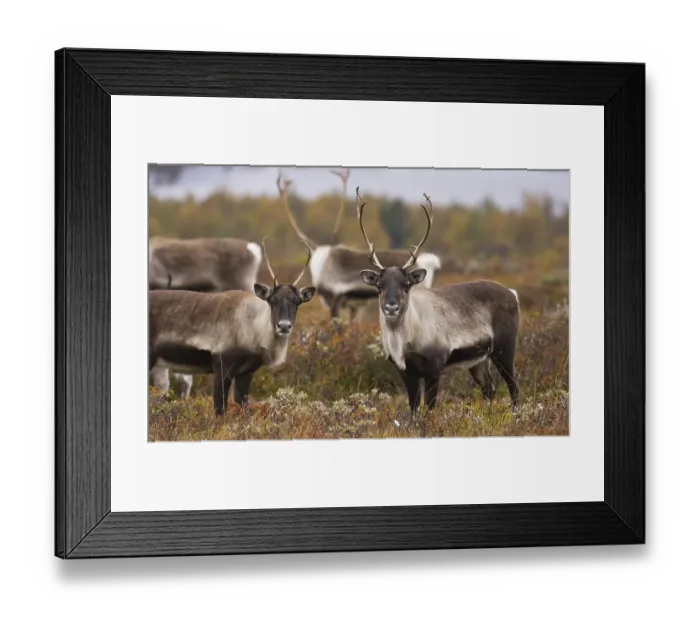 Framed Print : Wild Reindeers(Rangifer tarandus) Framed Print : Wild Reindeers(Rangifer tarandus)