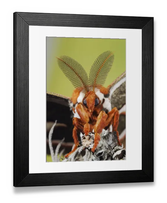 Framed Print : Cecropia Moth (Hyalophora cecropia) Framed Print : Cecropia Moth (Hyalophora cecropia)