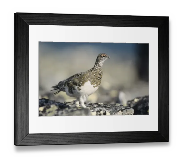 Framed Print : Rock Ptarmigan (Lagopus mutus) Framed Print : Rock Ptarmigan (Lagopus mutus)