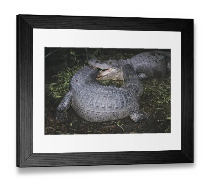 Framed Print : American Alligator (Alligator mississipiensis)