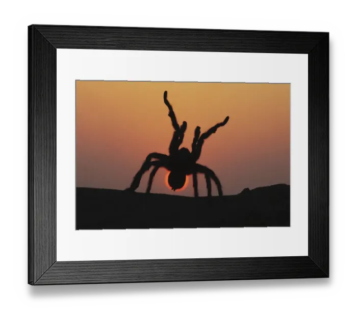 Framed Print : Texas Brown Tarantula (Aphonopelma hentzi)