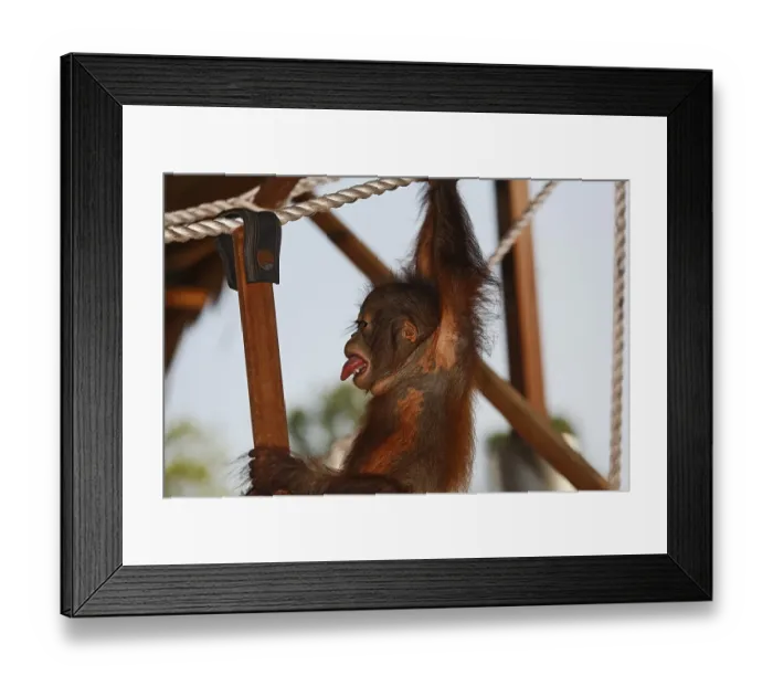 Framed Print : Orang-Utan care centre and quarantine facility Framed Print : Orang-Utan care centre and quarantine facility