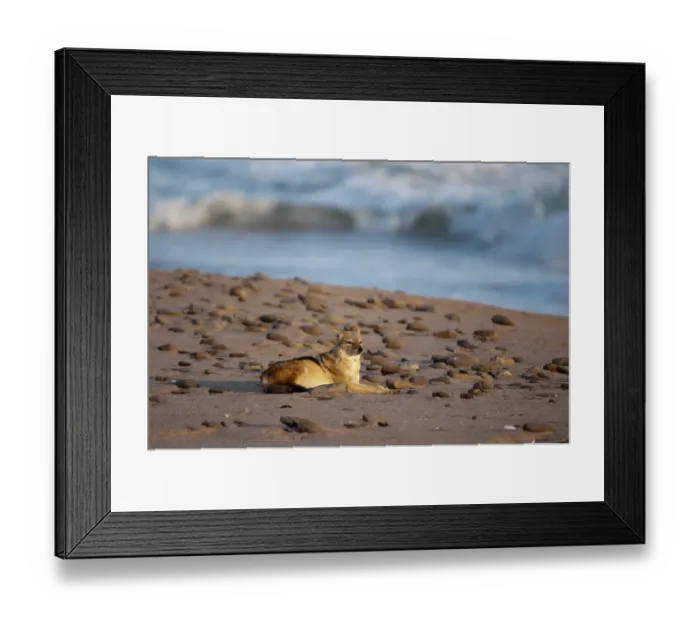 Framed Print : Black-backed Jackal (Canis mesomelas) Framed Print : Black-backed Jackal (Canis mesomelas)