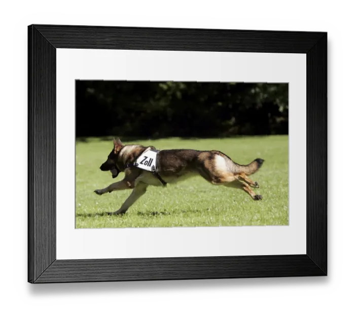 Framed Print : Dogs of the customs office Stuttgart at training Framed Print : Dogs of the customs office Stuttgart at training