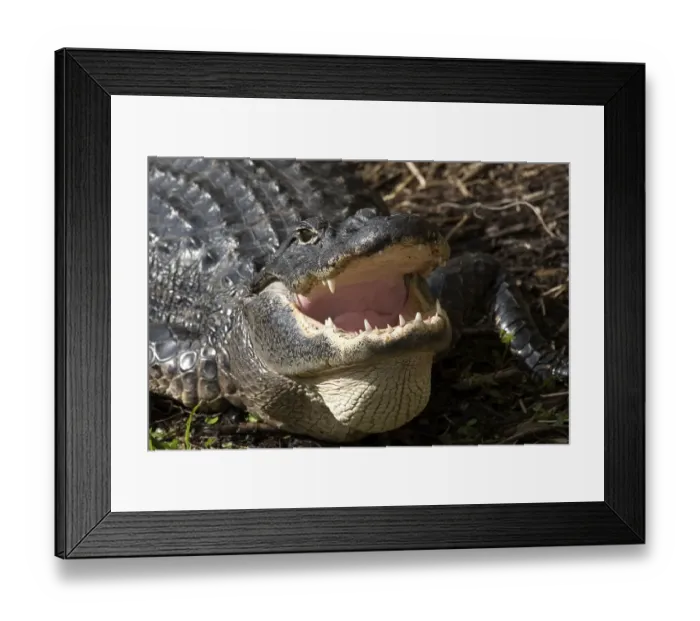 Framed Print : Alligator mississippiensis Aligator Framed Print : Alligator mississippiensis Aligator