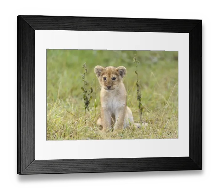 Framed Print : Lion (Panthera leo) cub, Massai Mara