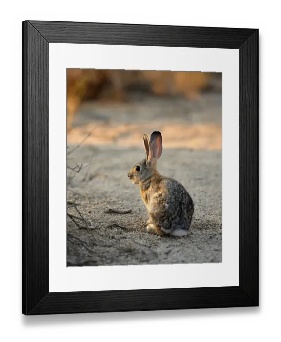 Framed Print : Desert cottontail, Audubon's cottontail (Sylvilagus audubonii)