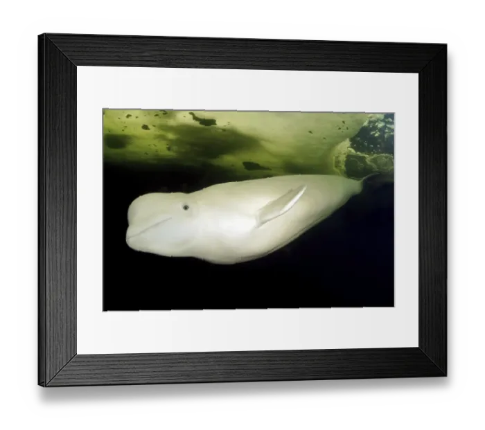 Framed Print : Beluga, White whale (Delphinapterus leucas)
