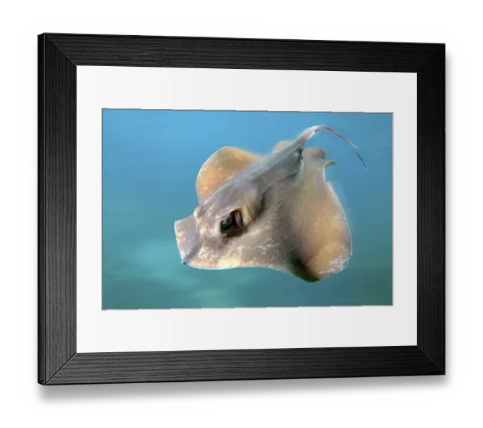 Framed Print : Common Stingray (Dasyatis pastinaca)